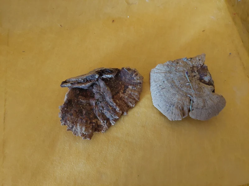 Baumschwämme getrocknet