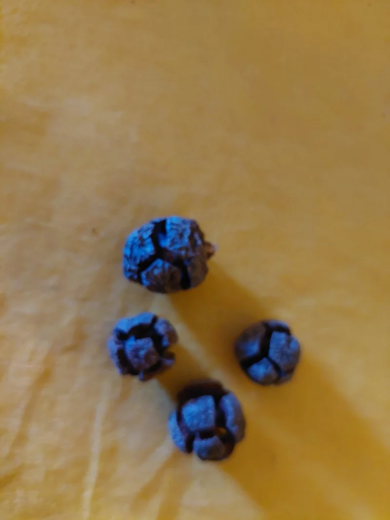 "Deko"- Zypressenzapfen im 10er Pack