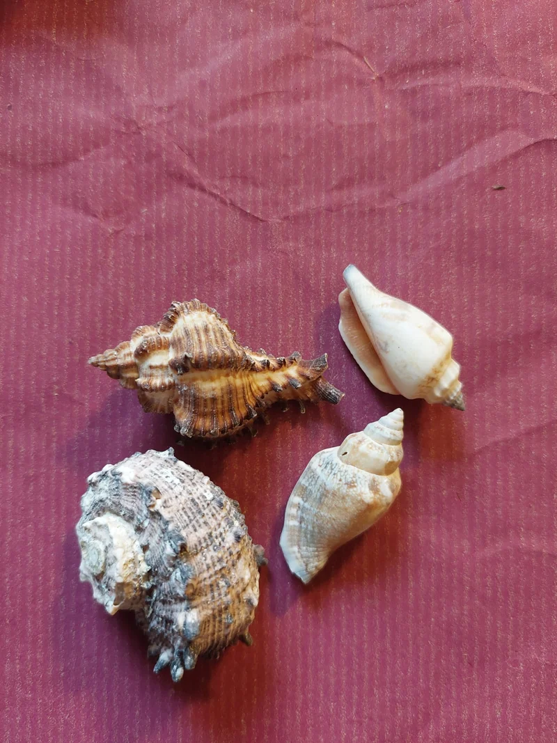 Deko-Schneckenmuscheln