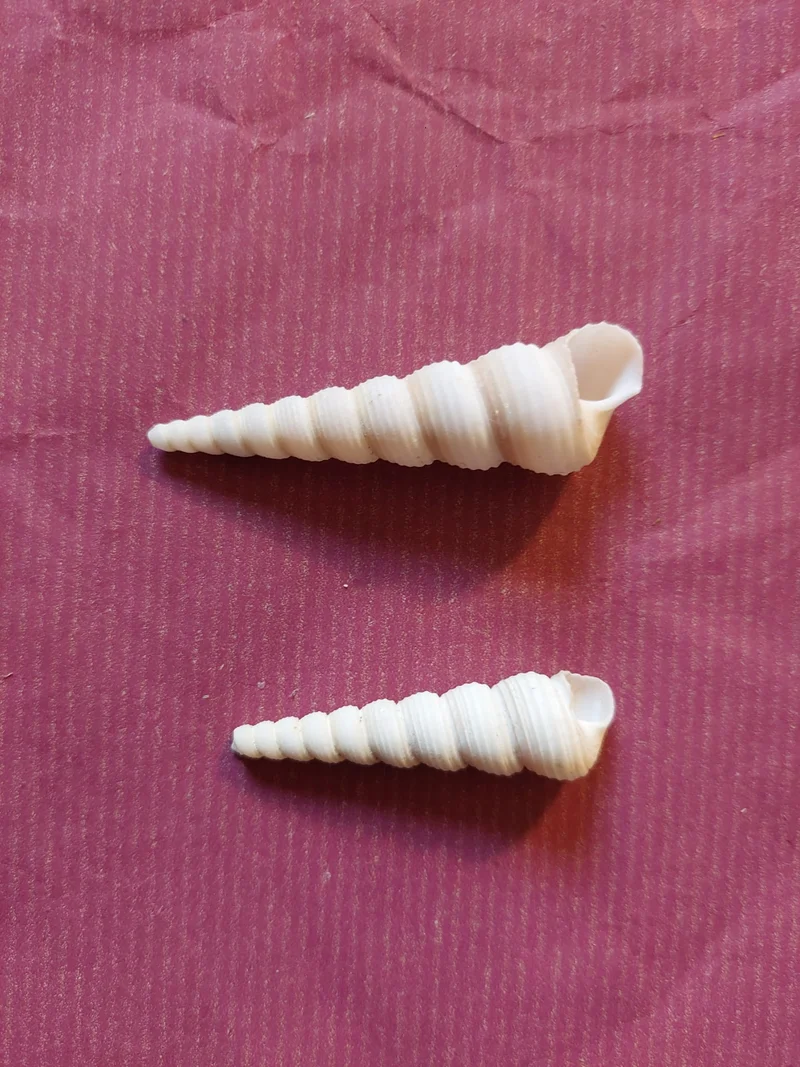 Deko-Spitzmuscheln