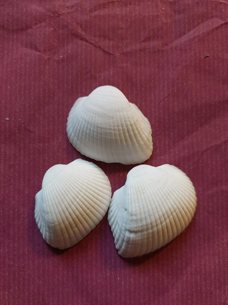 Deko-Muscheln