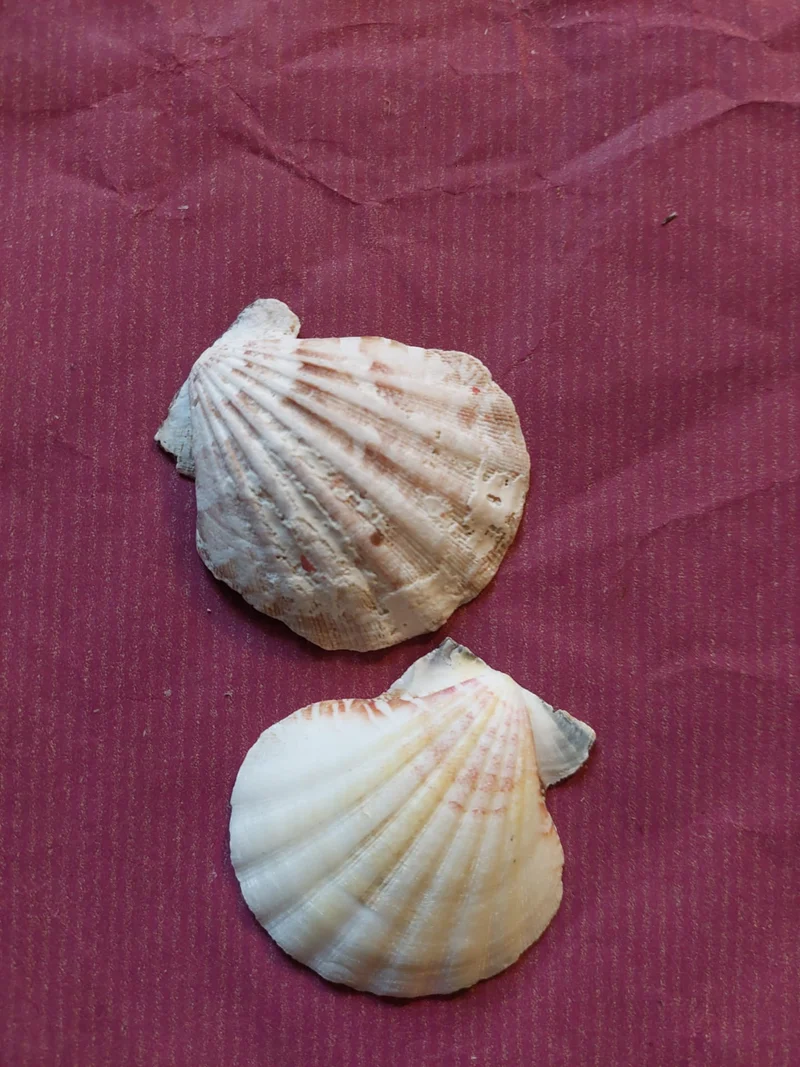 Deko-Muscheln