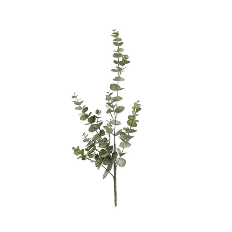 Eucalyptus