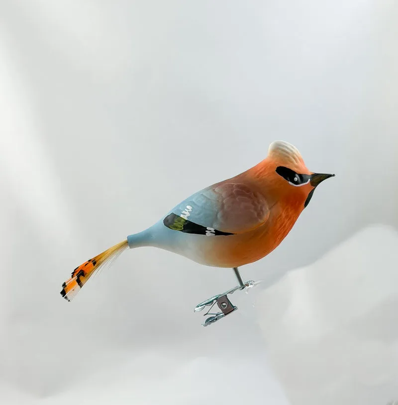 Seidenschwanz-Vogel