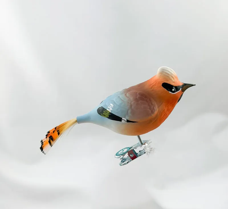 Seidenschwanz-Vogel