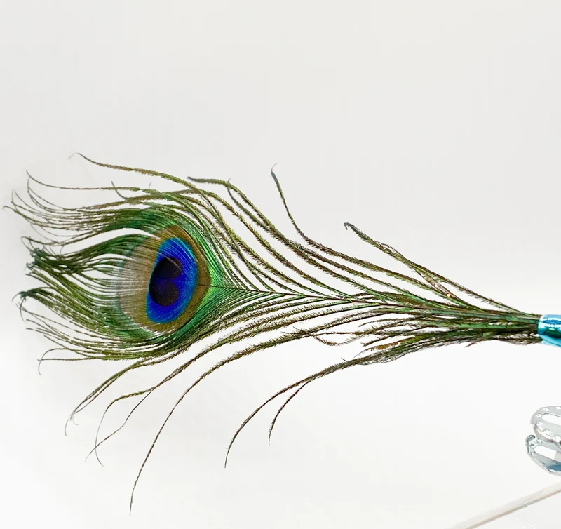 Kleiner blauer Pfau mit Pfauenfeder