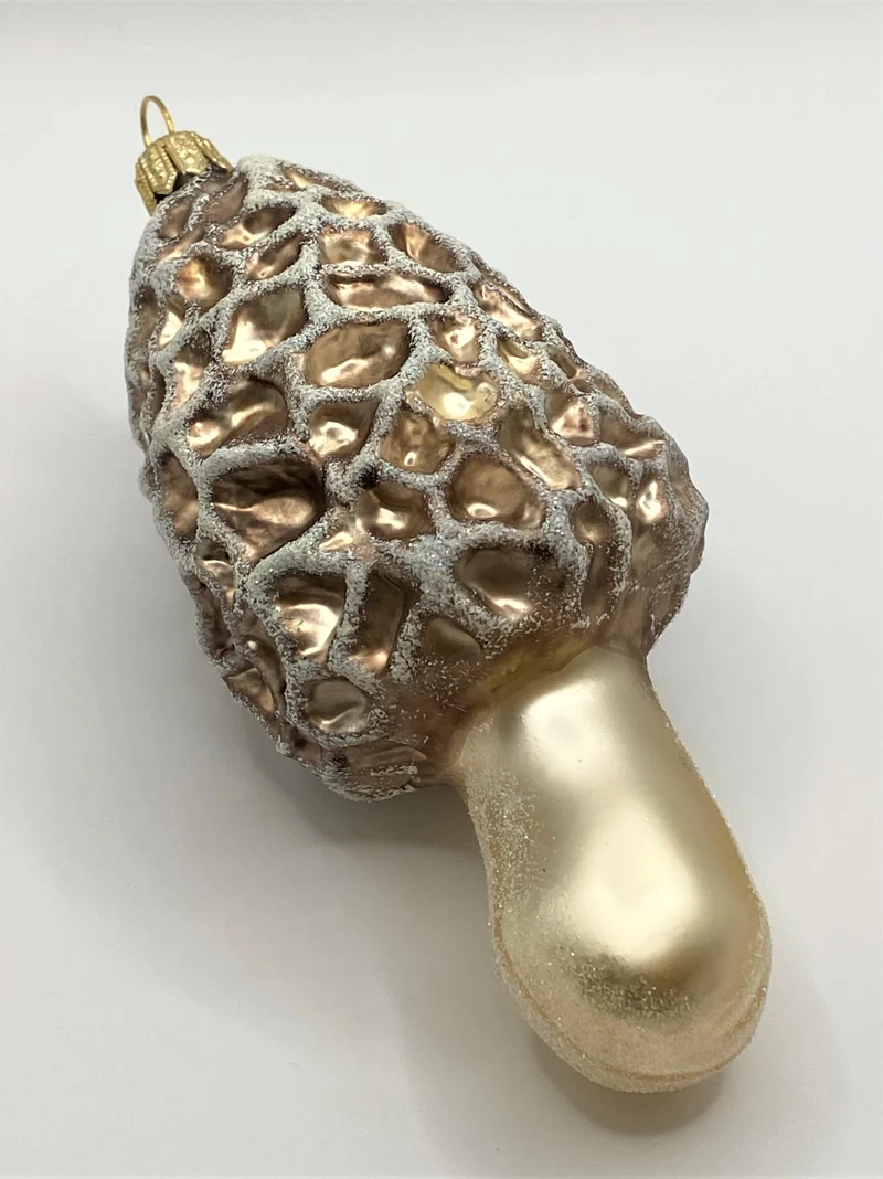 Morchel Pilz