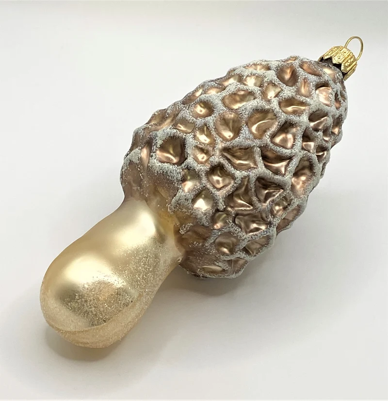 Morchel Pilz