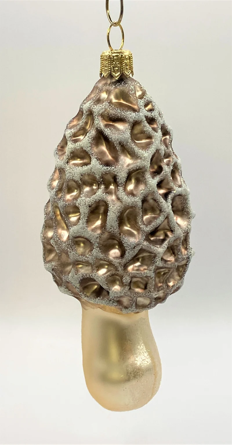 Morchel Pilz