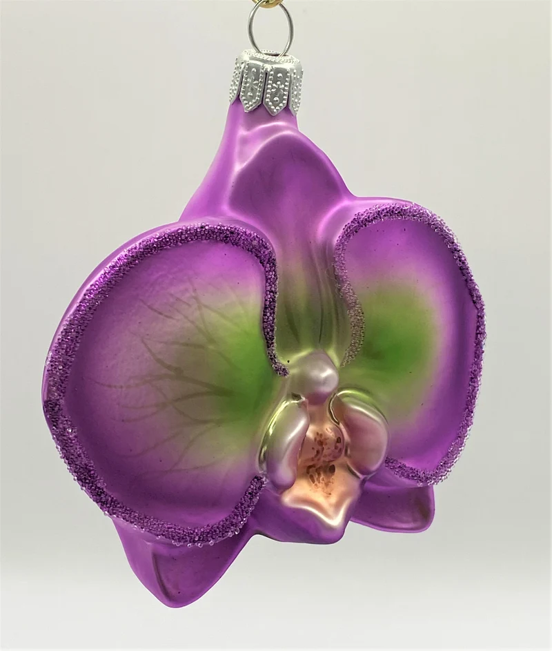 Phalaenopsis violett