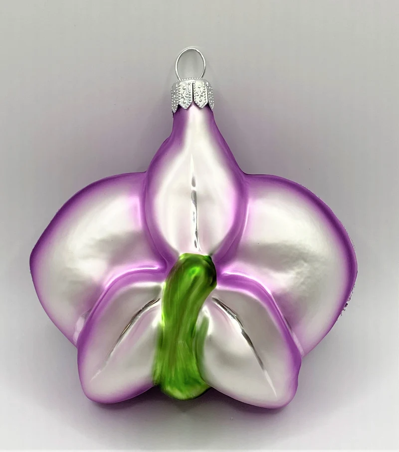 Phalaenopsis violett