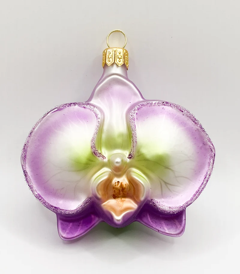 Phalaenopsis dunkles lila