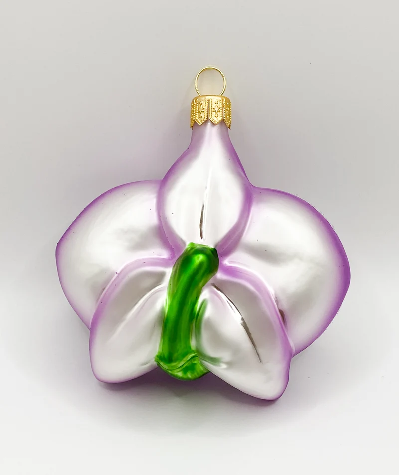Phalaenopsis dunkles lila