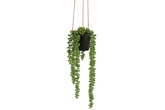 Senecio Rowleyanus