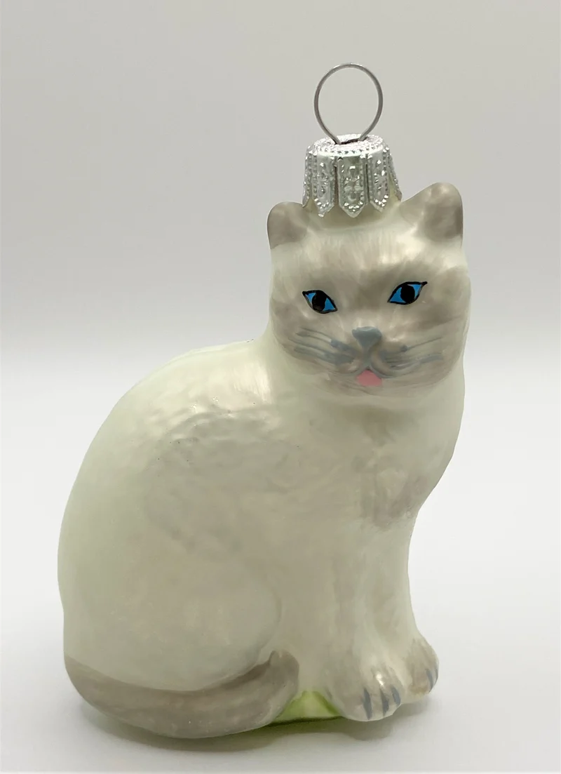 Katze weiss/grau mit blauen Augen