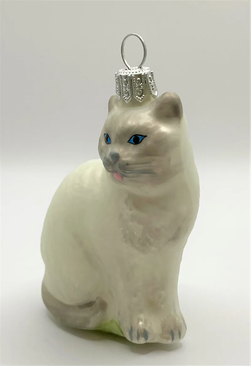 Katze weiss/grau mit blauen Augen