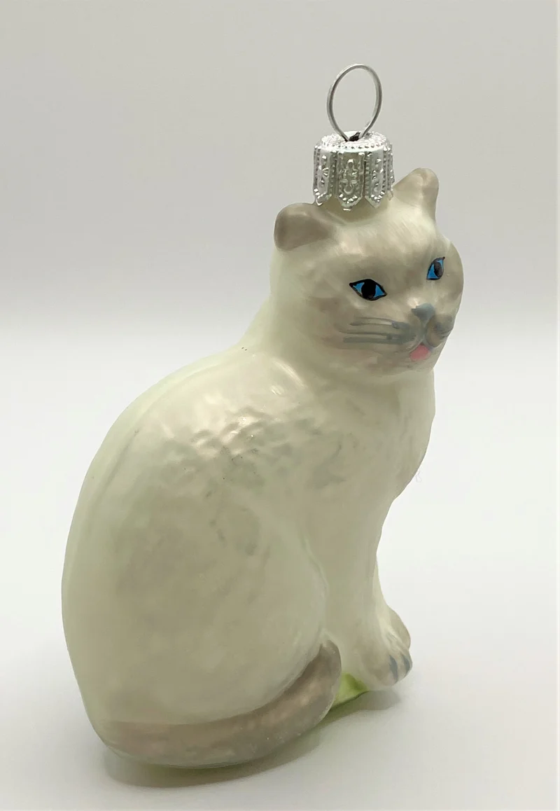 Katze weiss/grau mit blauen Augen