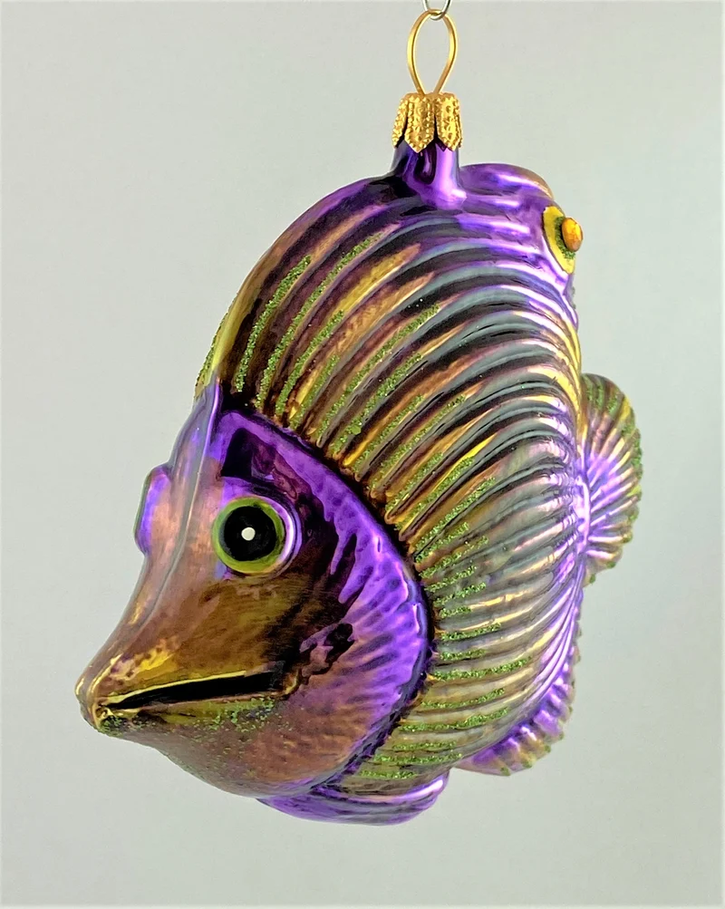 Violetter Riff-Fisch