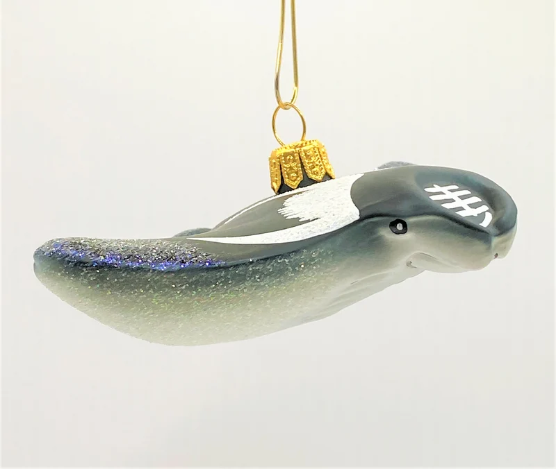 Manta , Rochen