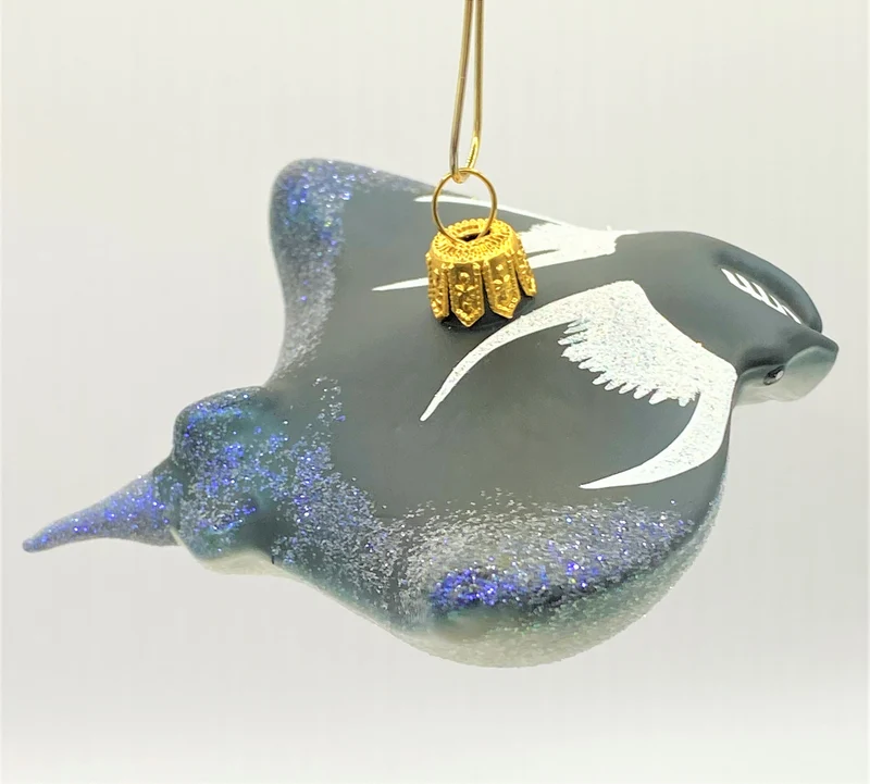 Manta , Rochen