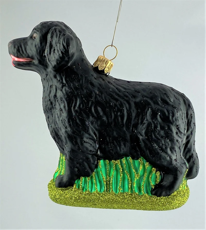 Flat Coated Retriever