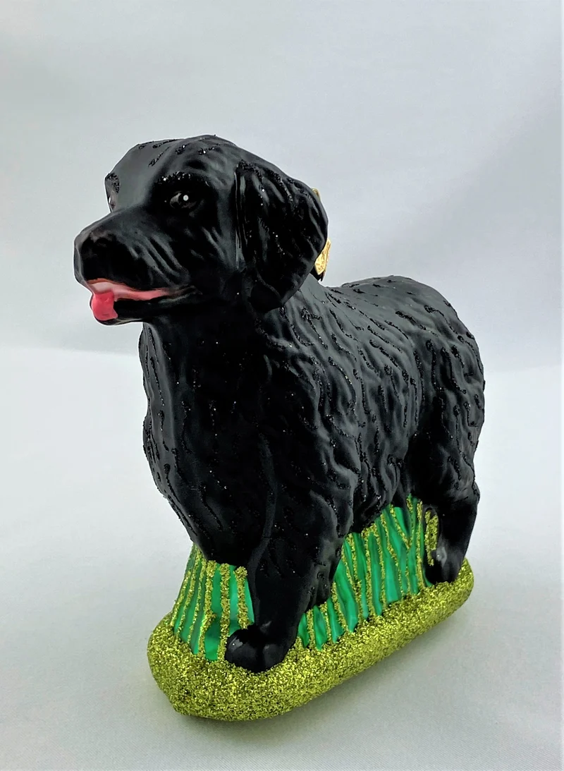 Flat Coated Retriever
