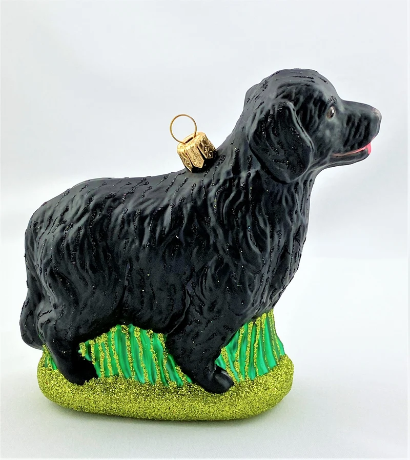 Flat Coated Retriever