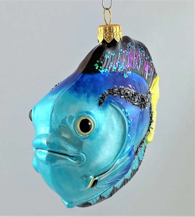 Grosser Kaiserfisch