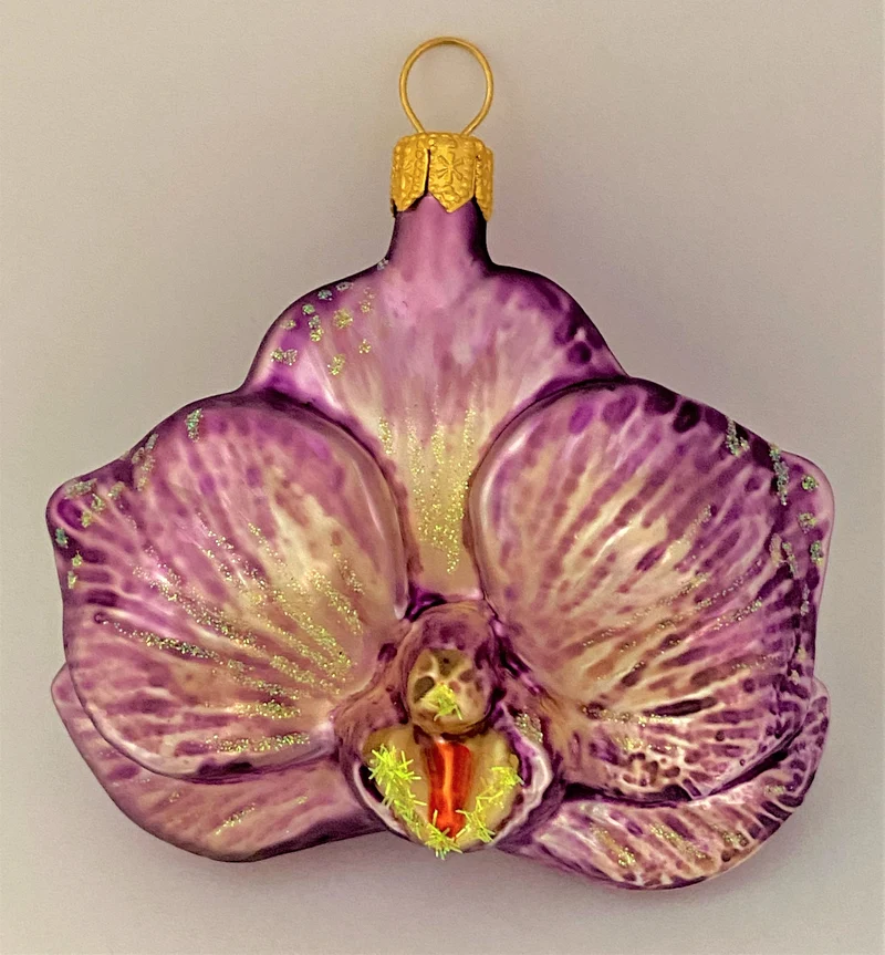Phalaenopsis lila
