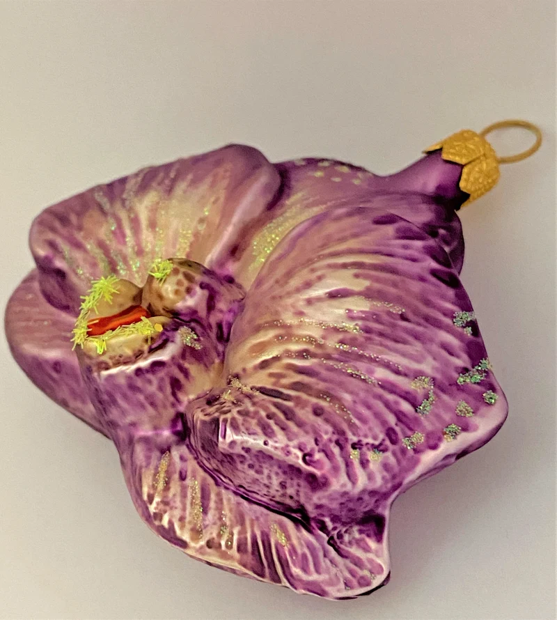 Phalaenopsis lila