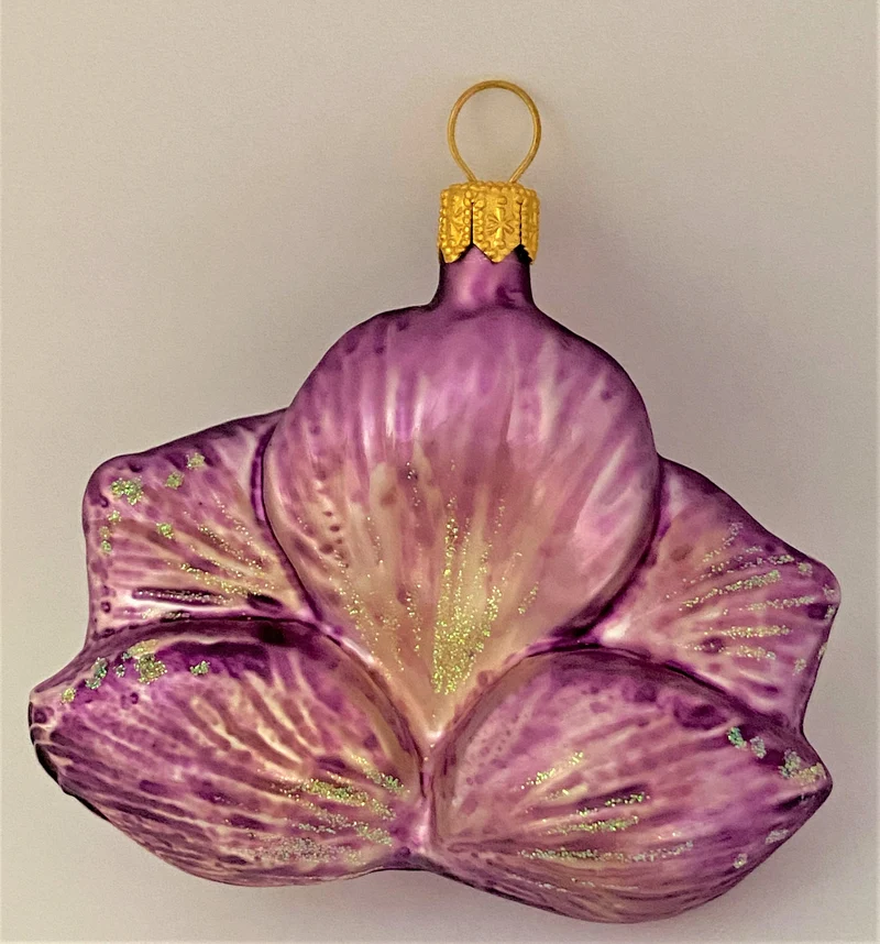 Phalaenopsis lila