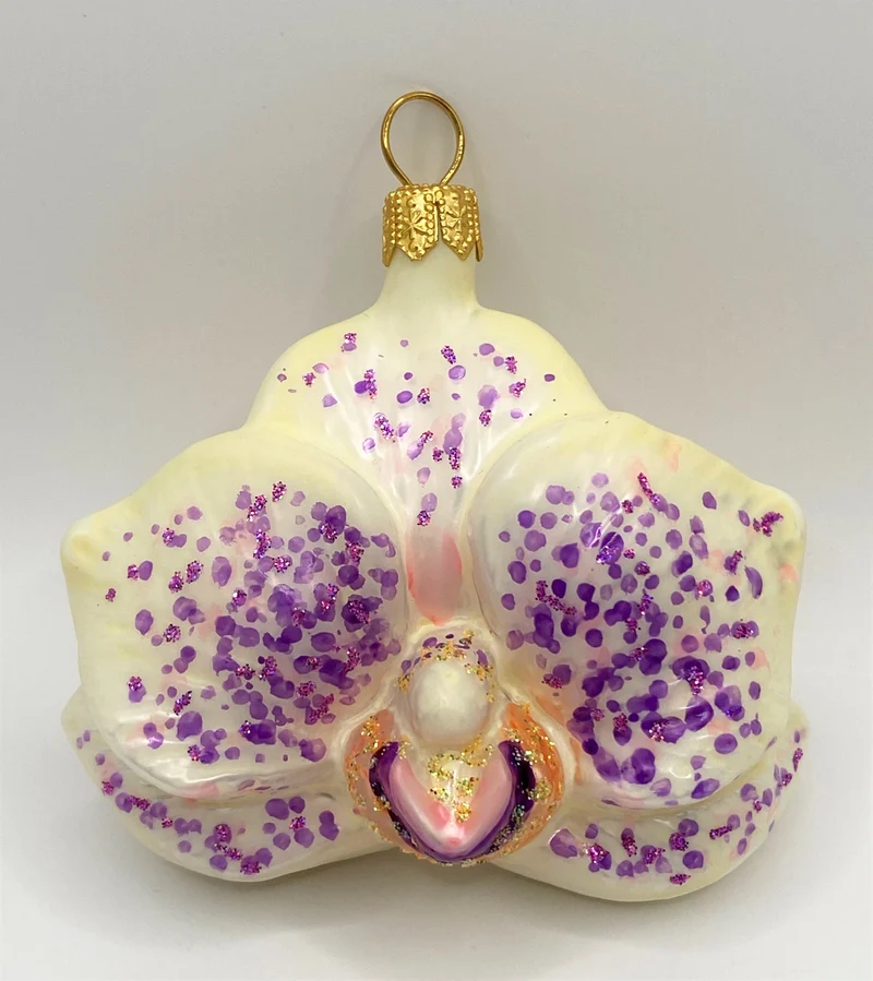 Phalaenopsis weiss lila