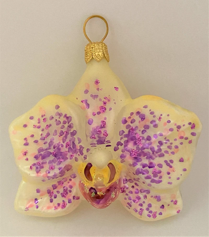 Phalaenopsis weiss lila, klein