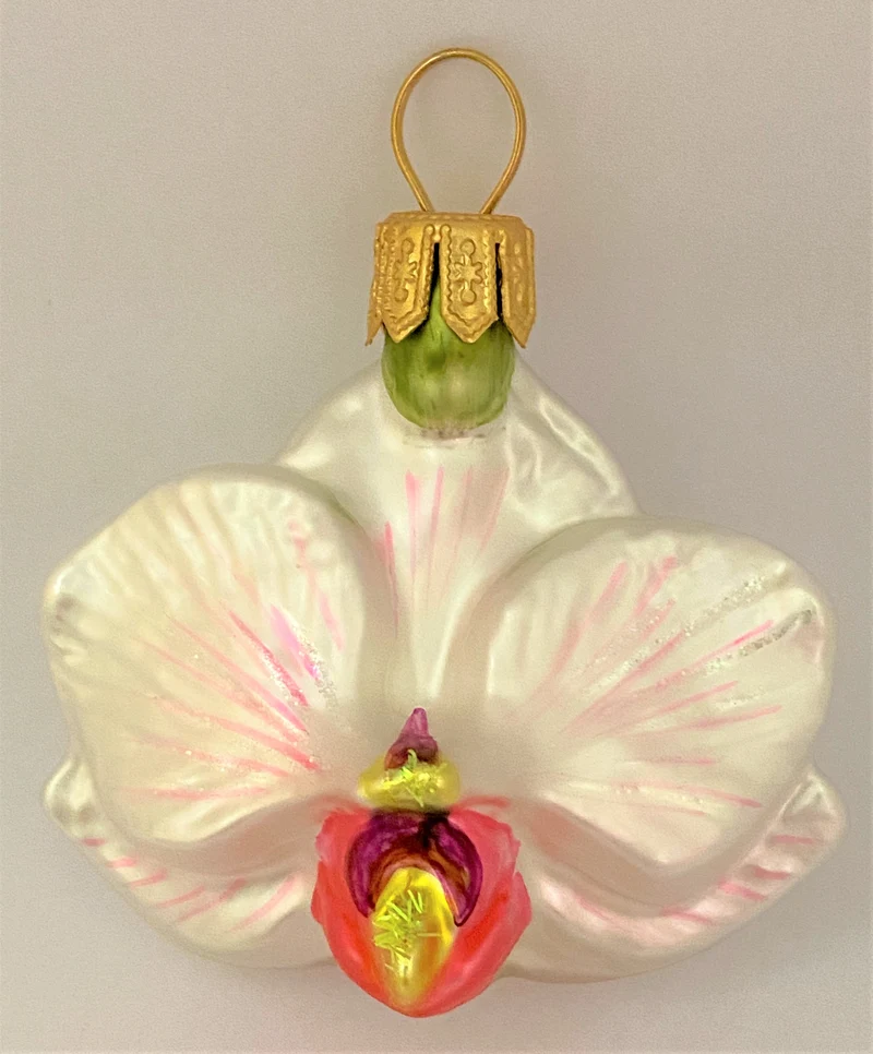 Phalaenopsis weiss rosa, klein