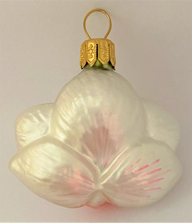 Phalaenopsis weiss rosa, klein
