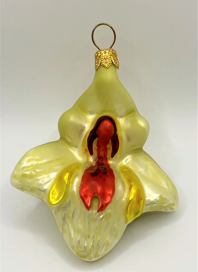Cymbidium, Orchidee ecru, orange