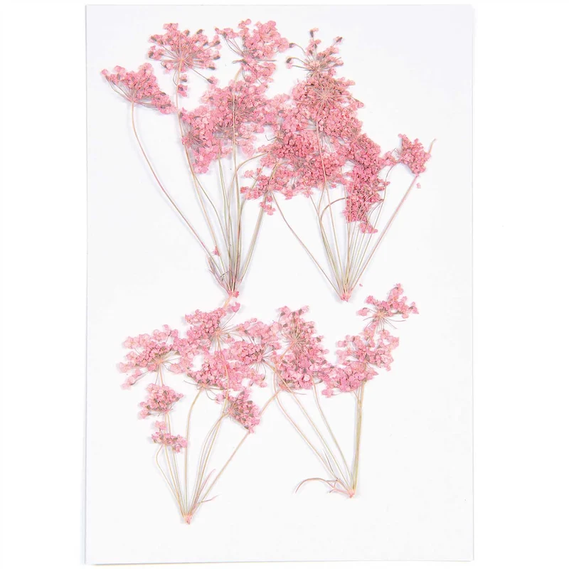 Gepresste Blüten Ammi-Zweig