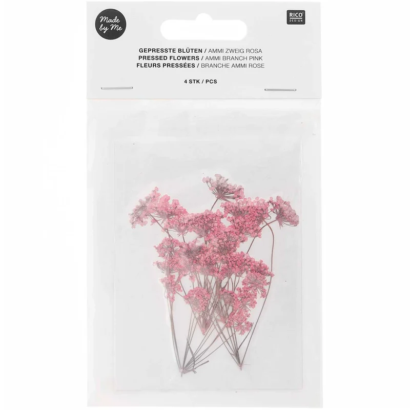 Gepresste Blüten Ammi-Zweig