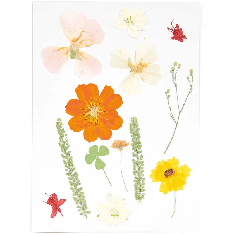 Gepresste Blüten Mix Set natur orange