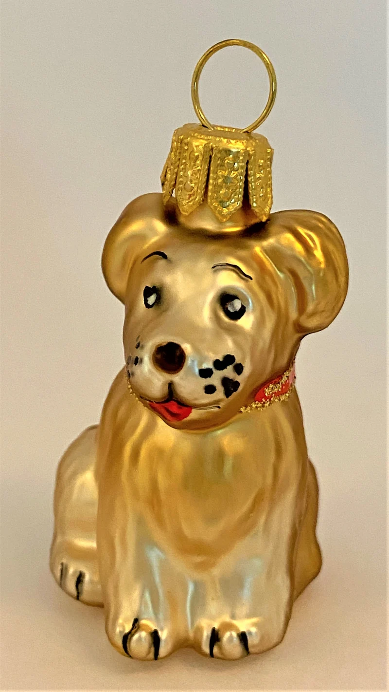 Kleiner, knuffiger Mischling-Hund