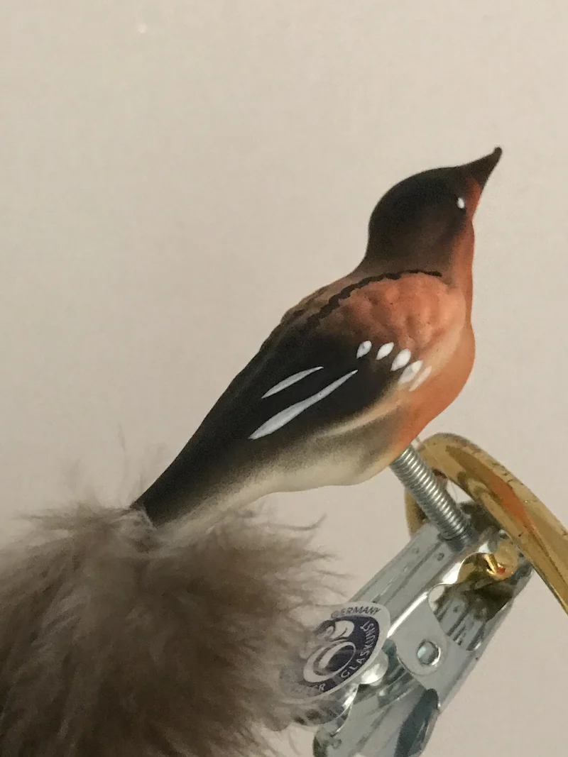 Kleiner Bergfink