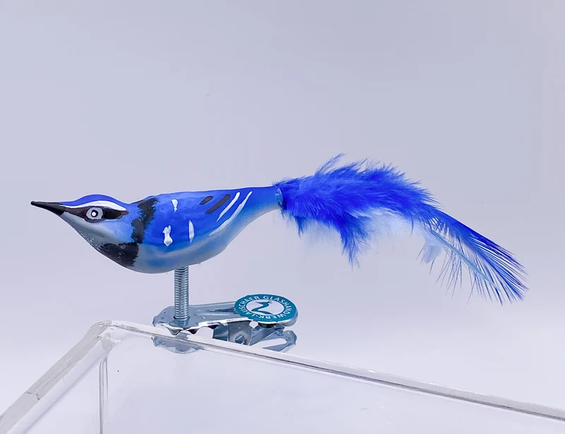 Kleiner Blauhäher