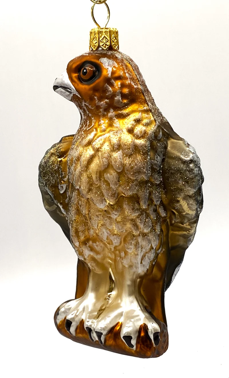 Rotschwanz Bussard