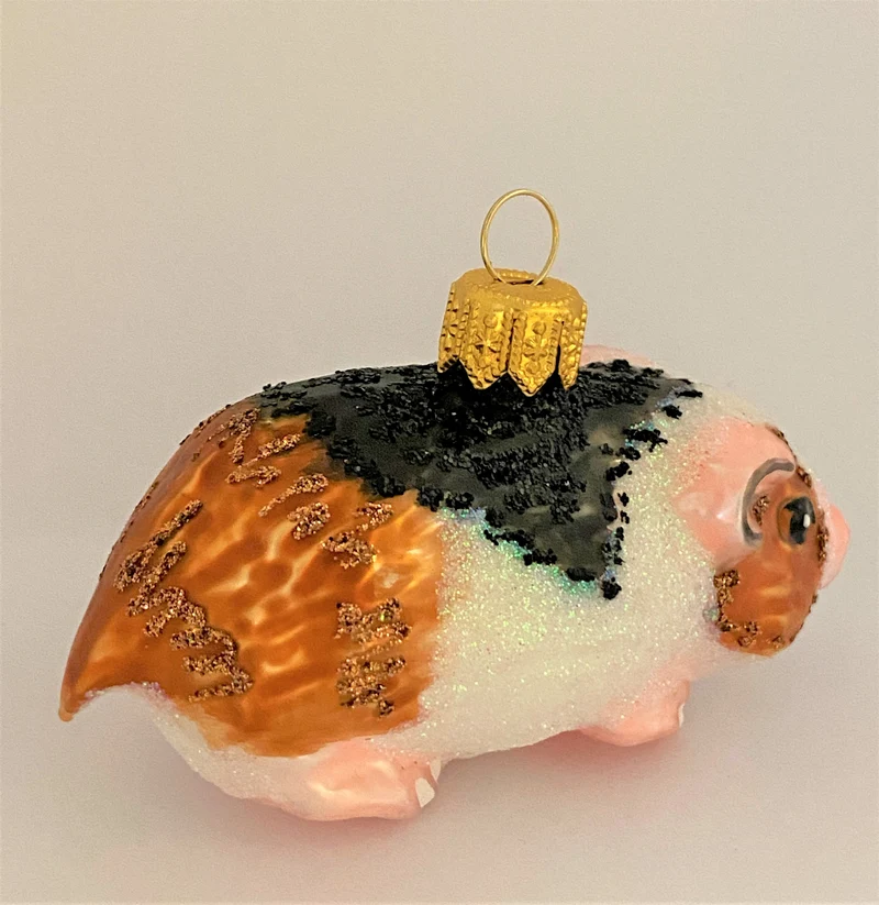 Meerschweinchen