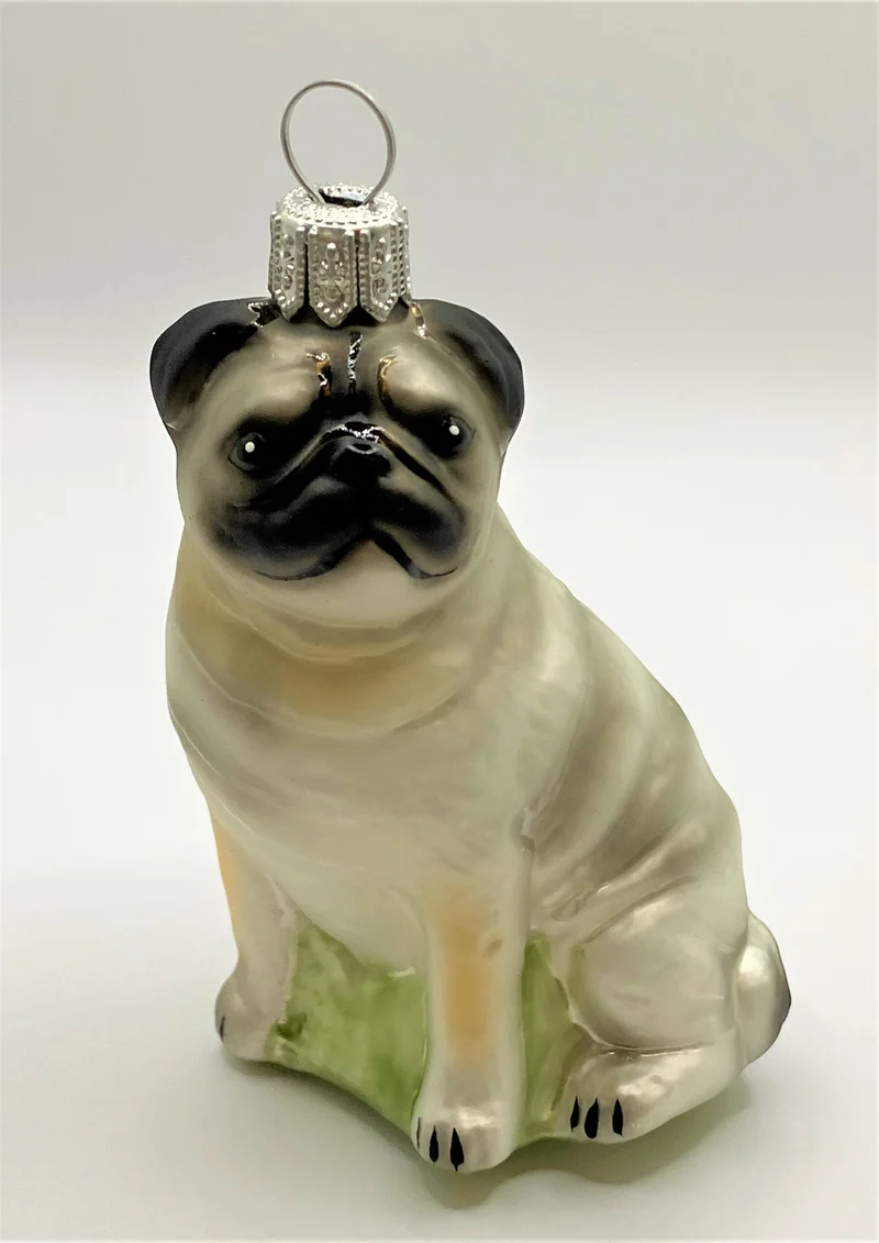 Mops mit hellem Körper