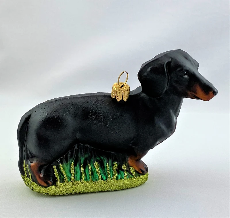 Schwarzer Dackel, Dachshund