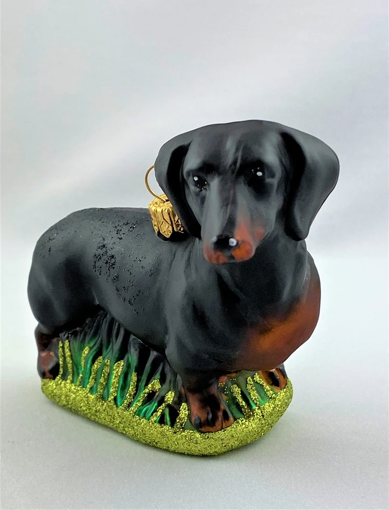 Schwarzer Dackel, Dachshund