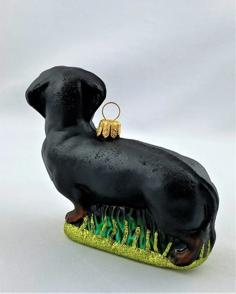 Schwarzer Dackel, Dachshund