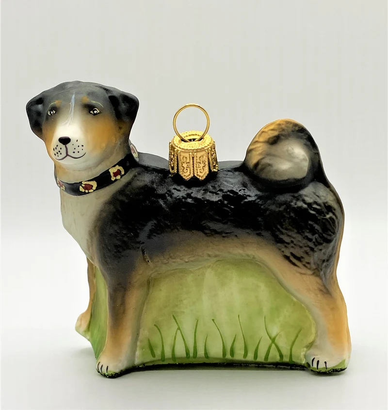 Appenzeller Bless, Hütehund mit Halsband