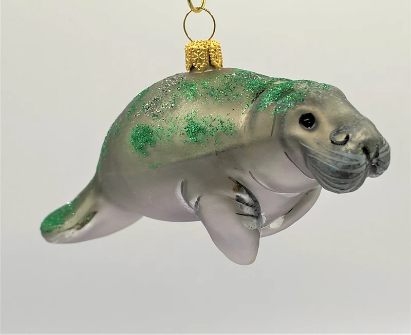 Rundschwanzseekuh, Manatee